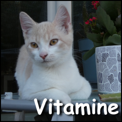 Vitamine