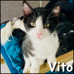 Vito