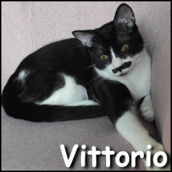 Vittorio