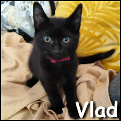 Vlad