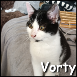 Vorty