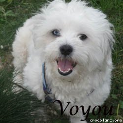 voyou