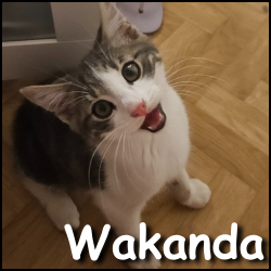 Wakanda