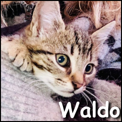 Waldo