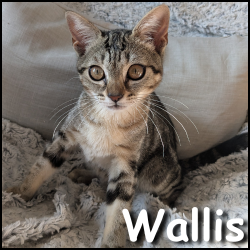 Wallis