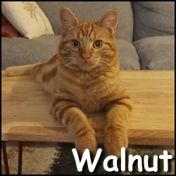 Walnut