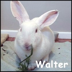 Walter