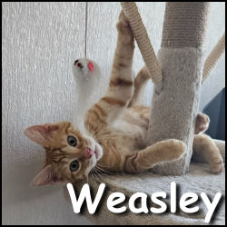 Weasley