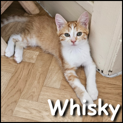 Whisky