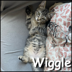 Wiggle