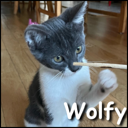 Wolfy