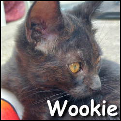 Wookie