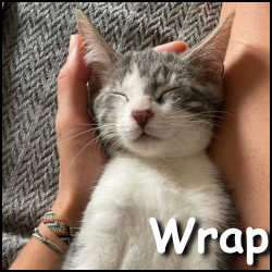 Wrap