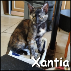 Xantia