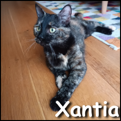 Xantia