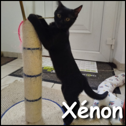 Xénon