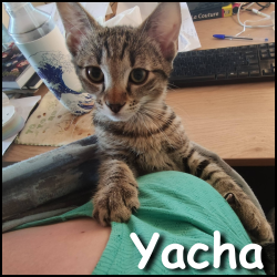 Yacha
