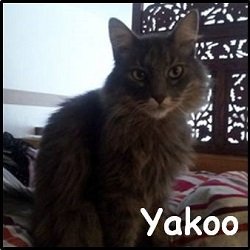 Yakoo