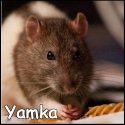 Yamka