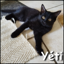 Yéti