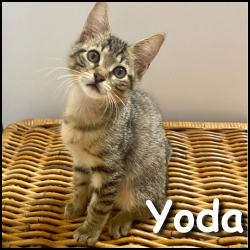 Yoda