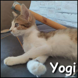 Yogi