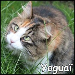 Yoguaï