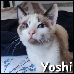 Yoshi