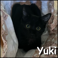 Yuki_2