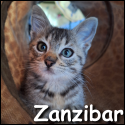 Zanzibar