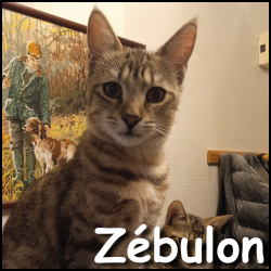 Zebulon2