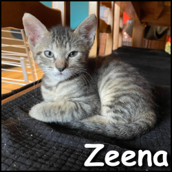 Zeena