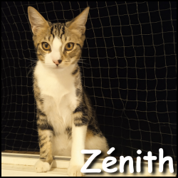 Zenith