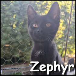 Zephyr