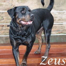 Zeus - Paris