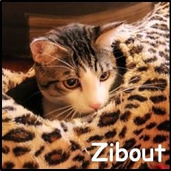 Zibout