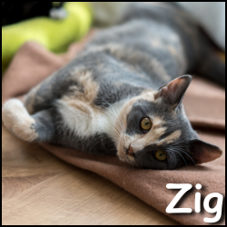 Zig