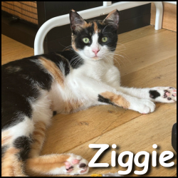 Ziggie