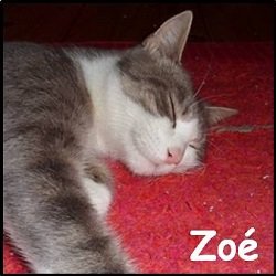 Zoé