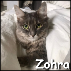 Zohra