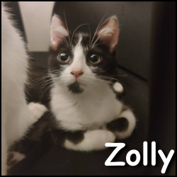 Zolly