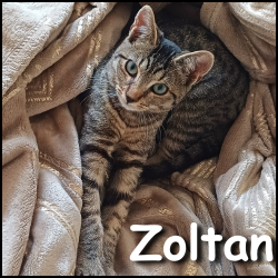 Zoltan