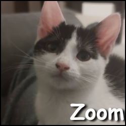 Zoom