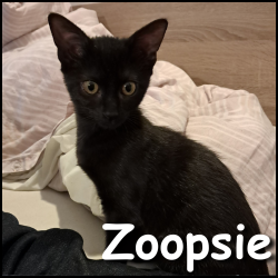 Zoopsie