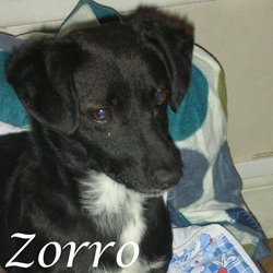 Zorro