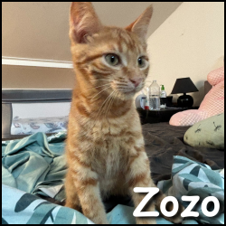 Zozo