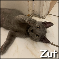 Zut