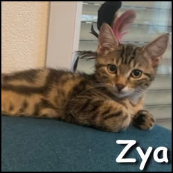 Zya