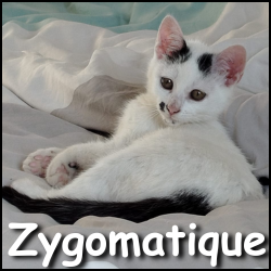 Zygomatique