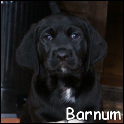 Barnum